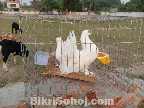 লক্ষা বা ফেন্সি জাতের কবুতর